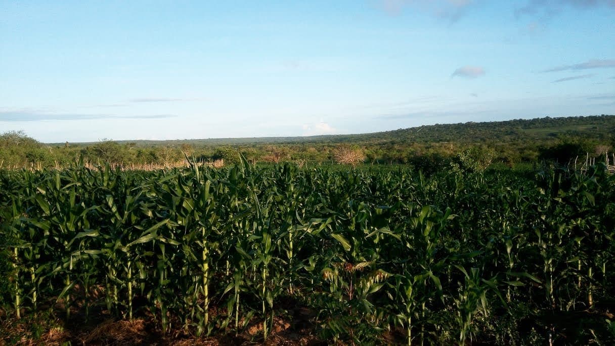 Innovative agriculture & food security