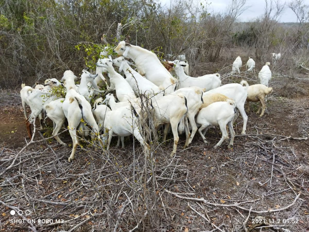 Environmental conservation