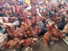 Smallholder farmer