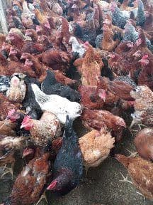 Innovative agriculture & food security